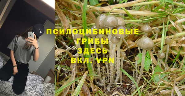 гидра Инта